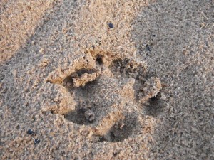 Dingo print in sand